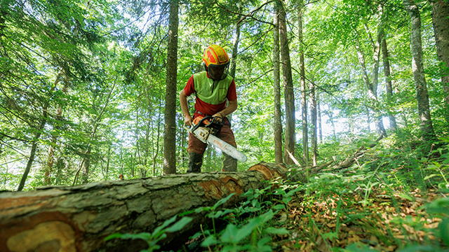 La forêt et ses métiers