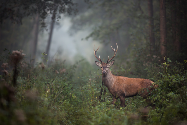 La chasse