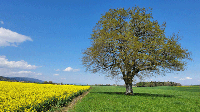 Arbre remarquable